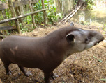 tapir-manu-reserve